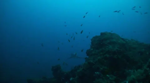 Thresher sharks on a deep Atoll Stock Footage 54279039