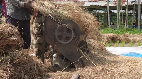 Threshing Machine Видео 335219480