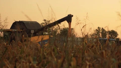 Threshing Machine in Golden Wheat Field Working Stock Footage 116480283
