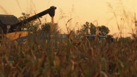 Threshing Machine in Golden Wheat Field Working Stock Footage 116480292