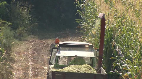 Threshing machine working in a field of maize for silage Stock-Footage 35707501
