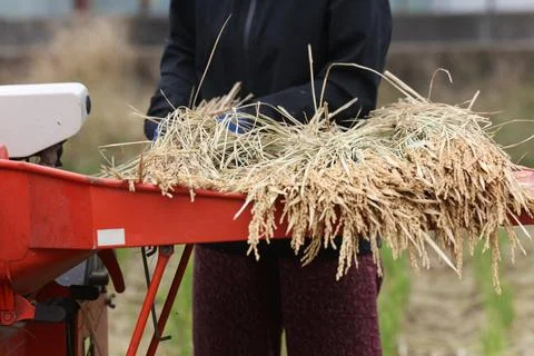 Threshing Stock Photos
