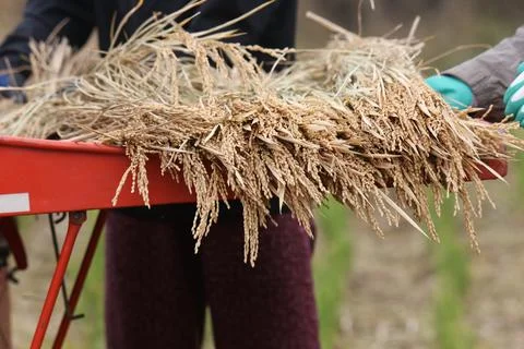 Threshing Stock Photos