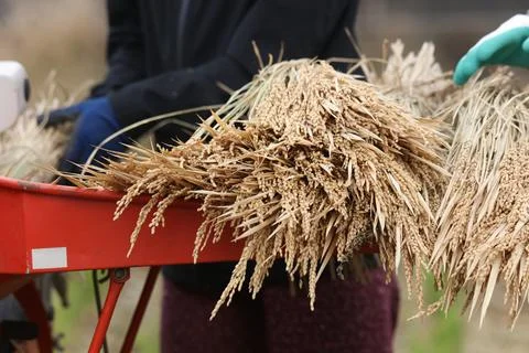 Threshing Stock Photos