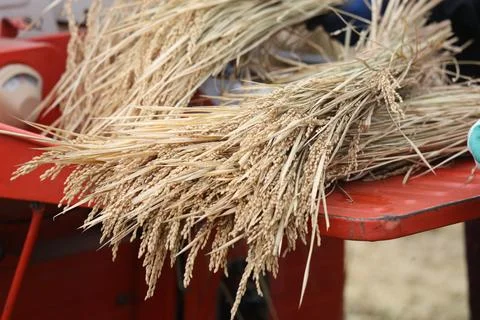 Threshing Stock Photos