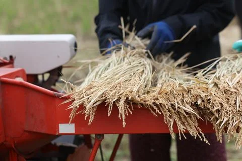 Threshing Stock Photos
