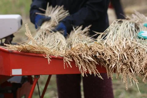 Threshing Stock Photos