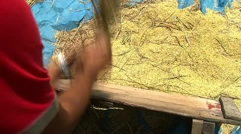 Threshing rice by hand Stock Footage 10872343