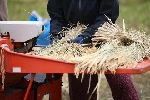 Threshing rice Stock Photos