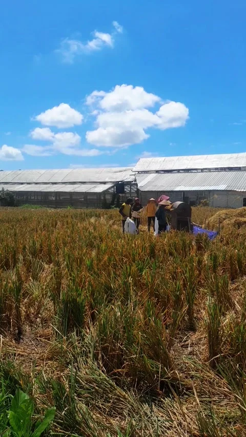  threshing rice using a machine Stock Footage 322220581