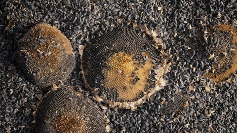Threshing Sunflower Seeds Hand With Stick, Hitting Dry Flower Heads. Top view. Stock Footage 328720865