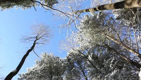 Up threw the trees Stock Footage 10750757