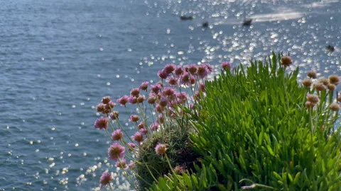 Thrift, Armeria maritima, at Lizard Point, Cornwall, UK Stock Footage 241788912