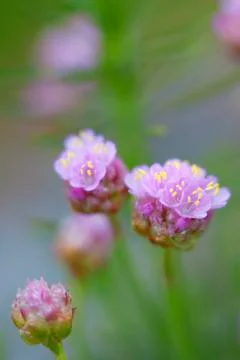 Thrift flower Stock Photos
