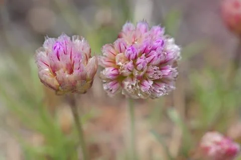 Thrift flower Stock Photos