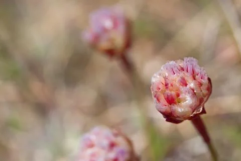 Thrift flower Stock Photos