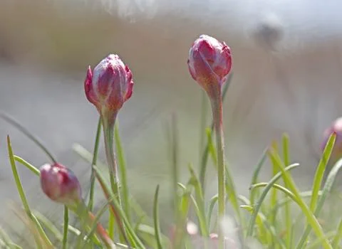 Thrift flower Stock Photos