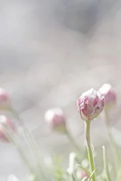 Thrift flower Stock Photos