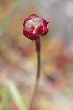 Thrift flower Stock Photos