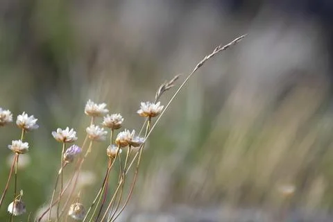 Thrift flower Stock Photos