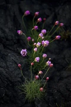 Thrift flower Stock Photos
