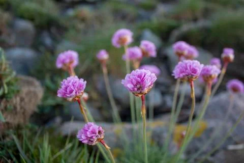 Thrift flowers Stock Photos
