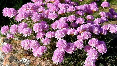 Thrift Stock Footage 90841367