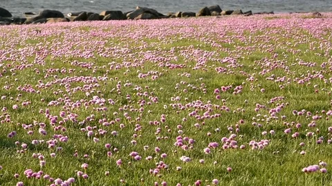 Thrift in the wind Stock Footage 90885962