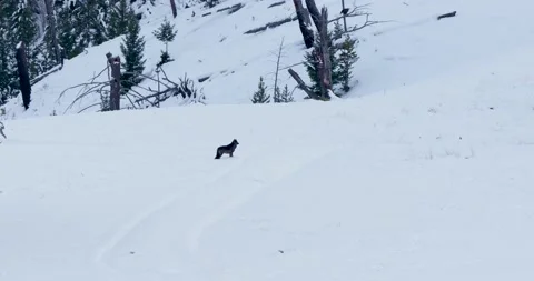 The Thrill of Witnessing a Fox on the Run Vídeo Stock 239954341