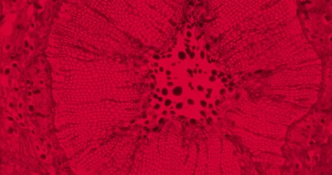 Thriller red plant stem with floating microorganisms and germs under microscope Stock Footage 199024854