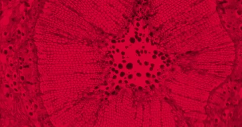 Thriller red plant stem with floating germs and bacteria under a microscope 스톡 동영상 199138334