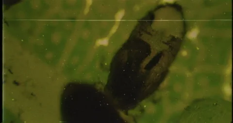 Thriller VHS documentary of infected tree leaf under a microscope. Dead bug 库存影片 189619908