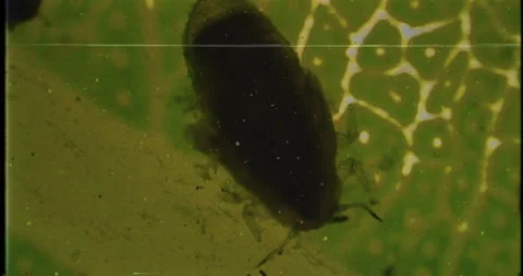Thriller VHS documentary of infected tree leaf under a microscope. Dead bug Stock Footage 189648589