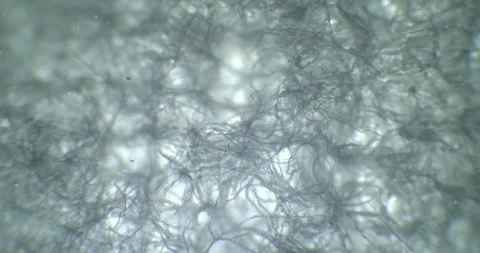 Thriller web under microscope. Fiber and netting textile under a scope Stock Footage 199146720