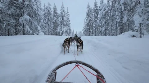 Thrilling dog sledding adventure through snowy landscapes of Akaslompolo 스톡 동영상 337376971