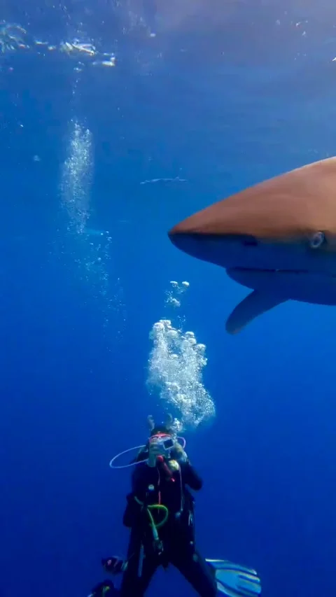 Thrilling Underwater Encounter: Dive Deep with Sharks at Elphinstone in Egypt! Stock Footage 265057698