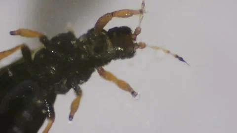 Thrips (Thysanoptera) under the microscope. Insect pests, close-up. Micrograph. Vidéo 327289872