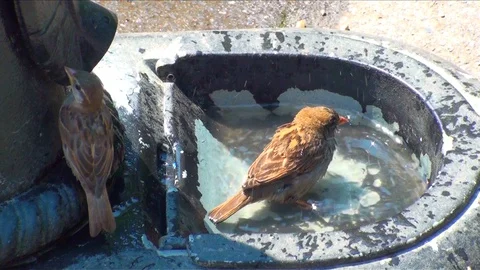 Thristy birds Stock Footage 99400376