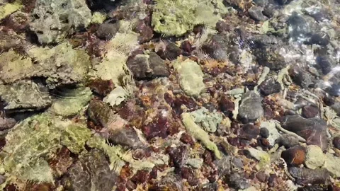 Thriving Coral Reef Underwater Ecosystem Footage Stock Footage 264815083