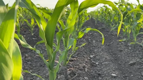Thriving Cornfield Growth Stock Footage 310494030