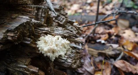Thriving on the decaying bark of a tree trunk, the fascinating and edible Photos