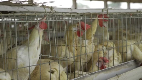 Thriving Egg Production - A Look Inside the Chicken Coop Stock Footage 324038510