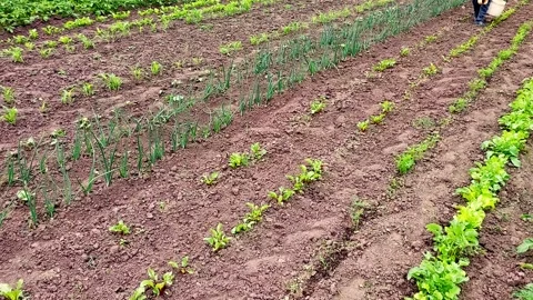 Thriving Garden Rows: Young Vegetables in Early Growth Video stock 311096771