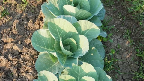 Thriving Green Cabbage Stock Footage 326157067