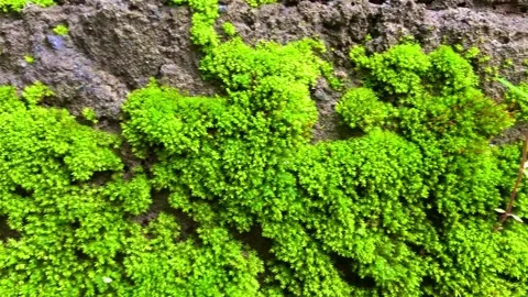 Thriving moss Stockbeeldmateriaal 232286639