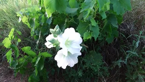 A thriving plant featuring clusters of delicate white, stock footage. Stock Footage 304967631