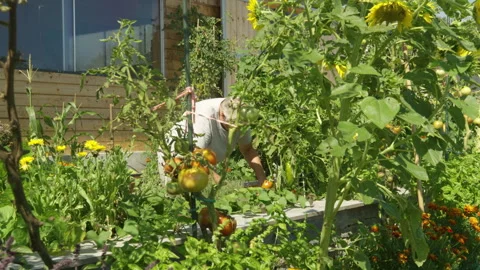 A thriving vegetable garden and an elderly lady pulling weeds from raised beds Stock Footage 271406913