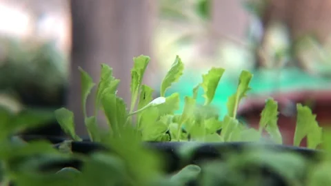 Thriving vegetable seedlings that grow well are clustered in plastic pots Stock Footage 287937751