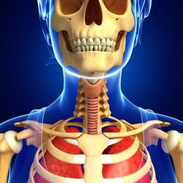 Throat artwork Stock Illustration