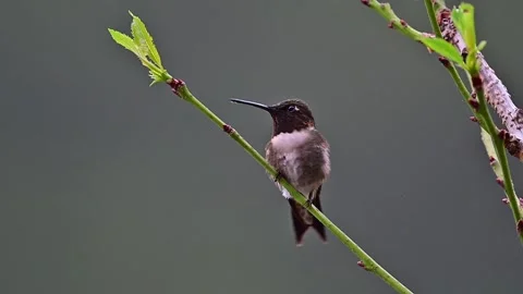 Throated Hummingbird Stock Footage 246015664